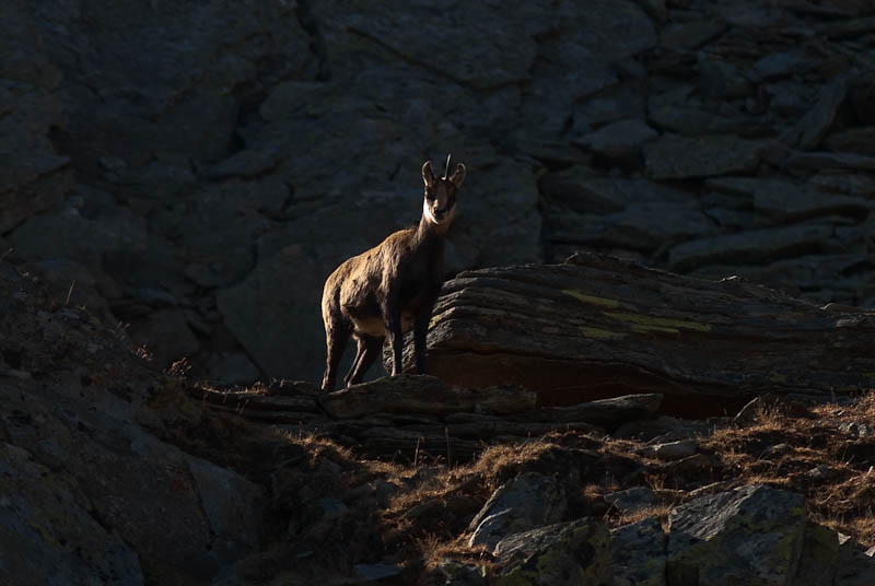 IMGP0518.jpg - [it]il favoloso unicorno![en]the fabulous unicorn!