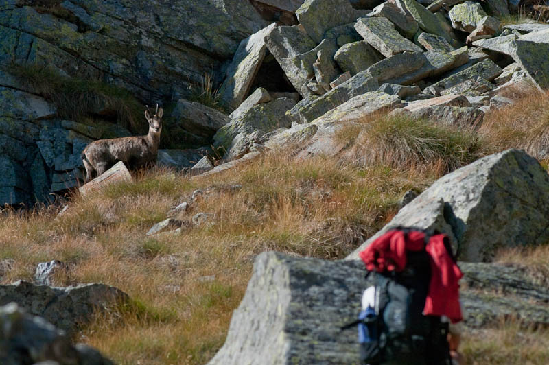 IMGP0520.jpg - [it]I camosci erano mediamente diffidenti, ma già più avvicinabili rispetto alla stagione turistica.[en]chamois were still shy, but less than in peak touristic season