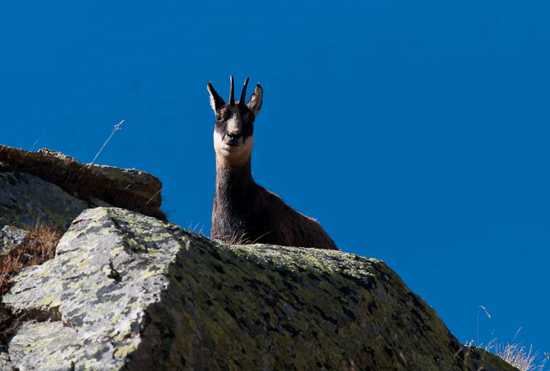 IMGP0543.jpg - [it]camoscio maschio[en]chamois (male)