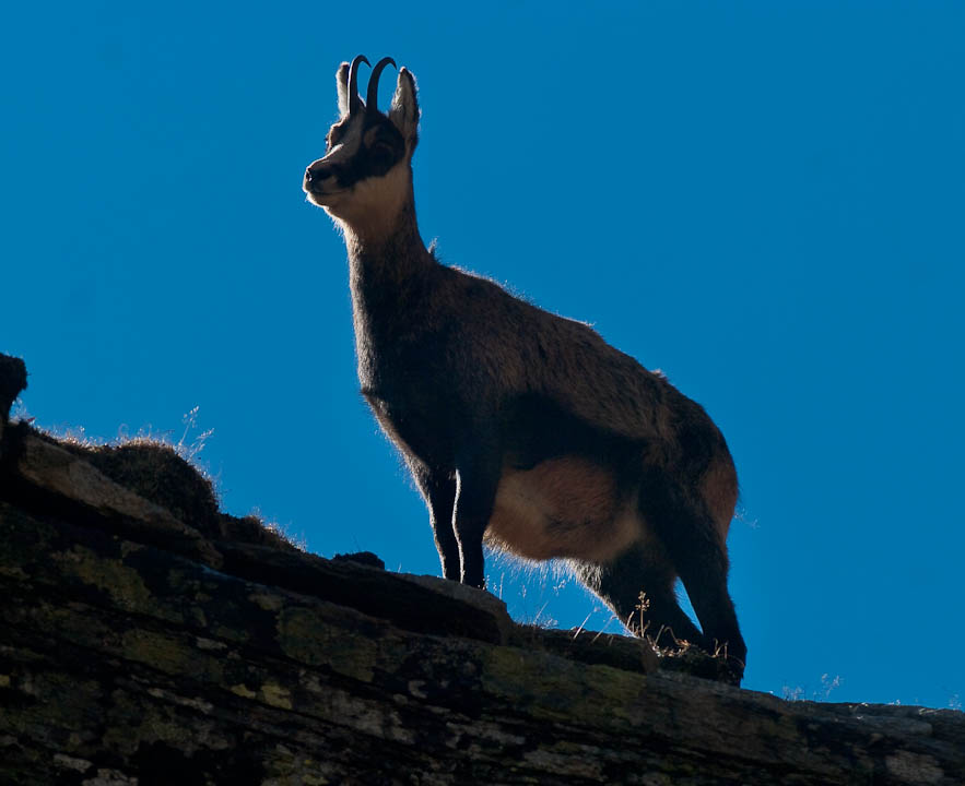 IMGP0554.jpg - [it][en]chamois, male. Slightly bigger than female, bigger horns with more rounded hook