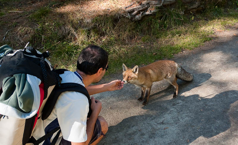 P1050305.jpg - [it]L'affabile volpe della Valnontey, emula di un'altra altrettanto affabile in Valsavarenche.[en]An almost tame fox looking for food. Looks like it can still hunt, if necessary