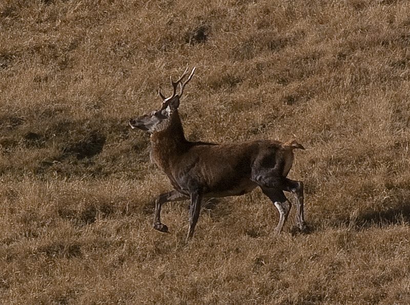 IMGP6506.jpg - [it]Cervo maschio.[en]Male red deer.