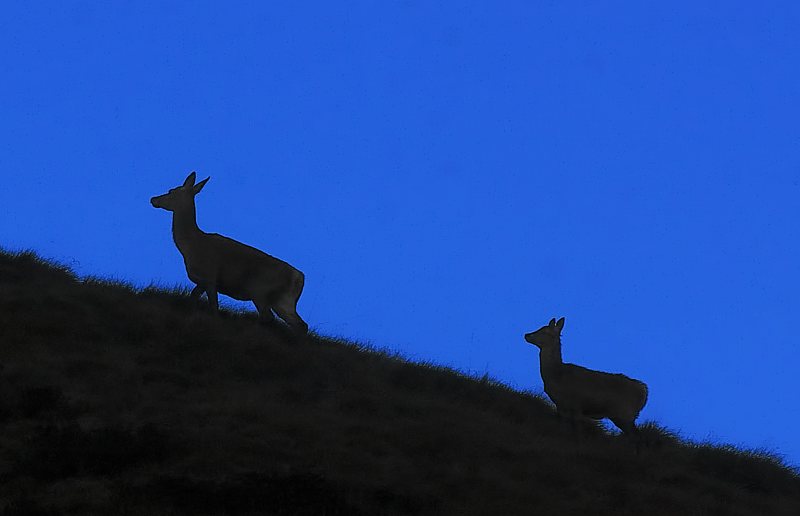 IMGP6544-Edit.jpg - [it]Una cerva con un giovane al mattino. Il 22 ottobre è appena finita la stagione degli amori dei cervi, ancora riuniti in grandi branchi ad alta quota.[en]A female with a young red deer. It's October 22nd, the mating season is just finished. Red deers are still gathered in big herds on the alpine meadows.