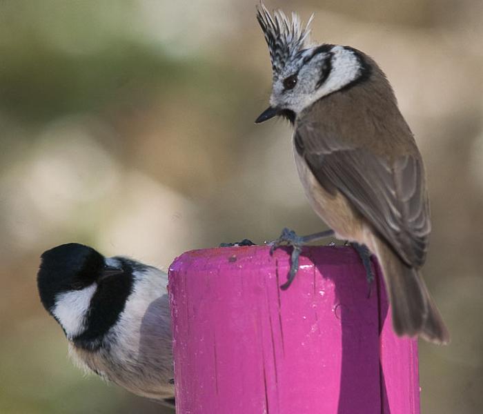 IMGP4651.jpg - [it]Cincia mora e cincia dal ciuffo - Pontresina, Svizzera[en]Coal Tit and Crested Tit - Pontresina, Switzerland