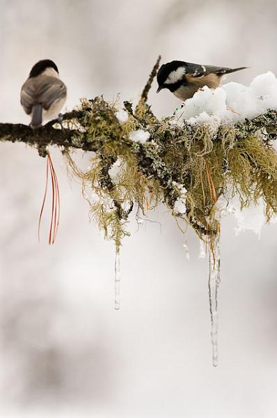 IMGP4751.jpg - [it]Cincia mora[en]Coal Tit