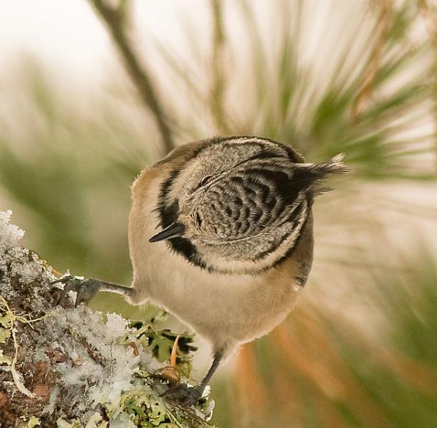 IMGP4757.jpg - [it]Cincia dal ciuffo (Parus Cristatus) - Pontresina, Svizzera[en]Crested Tit (Parus cristatus) - Pontresina, Switzerland