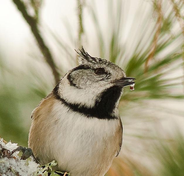 IMGP4758.jpg - [it]Cincia dal ciuffo[en]Crested Tit