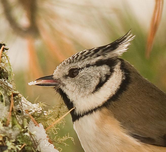 IMGP4762.jpg - [it]Cincia dal ciuffo[en]Crested Tit