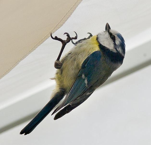 IMGP6904.jpg - [it]Cinciarella[en]Blue Tit