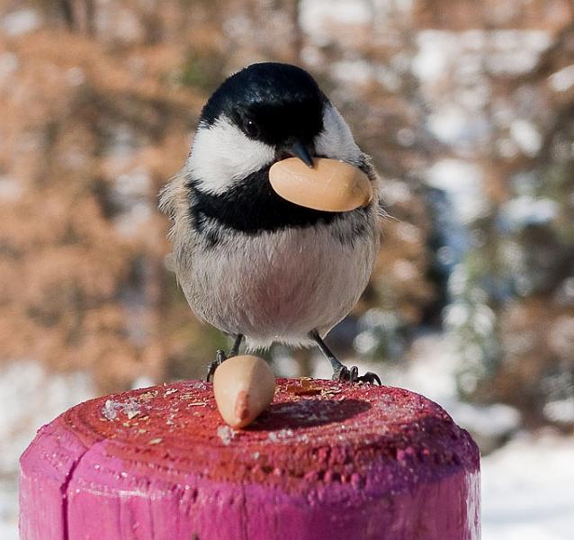 P1050938.jpg - [it]Cincia mora[en]Coal Tit