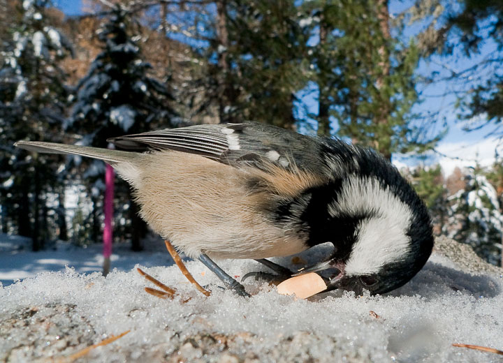 P1050966.jpg - [it]Cincia mora[en]Coal Tit