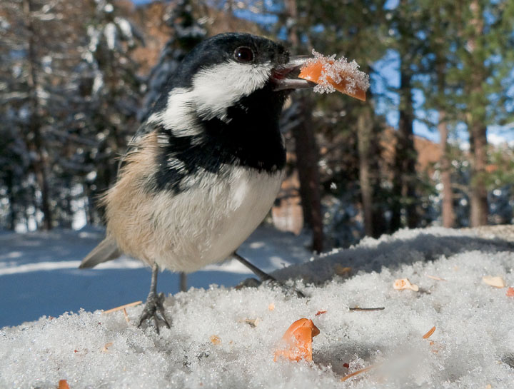 P1050969.jpg - [it]Cincia mora[en]Coal Tit