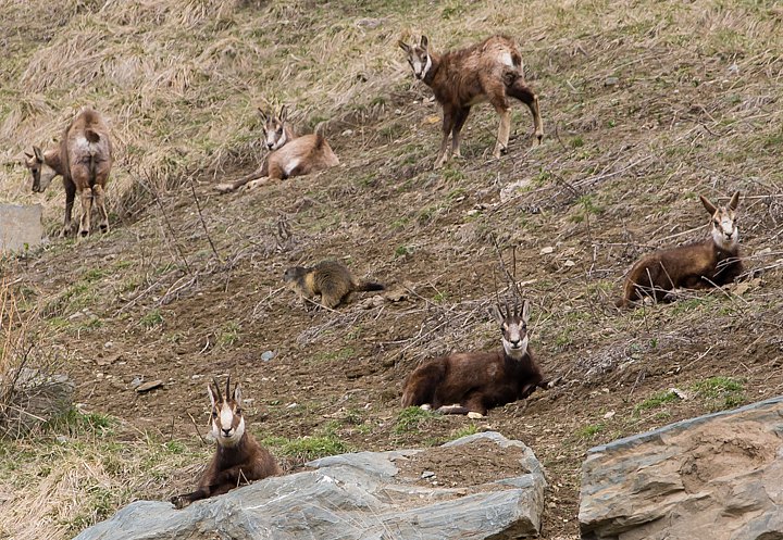 IMGP0921.jpg - [it]Marmotta e camoscii[en]Marmot and chamois
