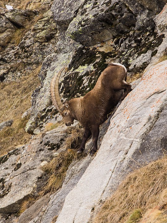 IMGP2145.jpg - [it]Un bellissimo esemplare di maschio, insolitamente grande e agile, 8 anni circa. Da giovane sopravvissuto alle eccezionali nevicate del 2006 che hanno comportato una forte selezione con notevole miglioramento della razza.[en]A beautiful 8 yr old male ibex, unusually big and agile. As a calf survived to the harsh 2006 winter that caused a strong natural selection drastically enhancing breed quality.