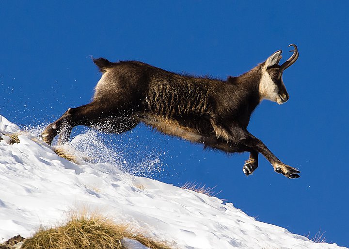 IMGP2227.jpg - [it]Camoscio (M)[en]Chamois (M)