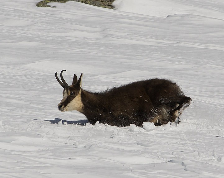 IMGP2686.jpg - [it]Camoscio (M) nella neve frescai[en]Chamois sinking in fresh snow