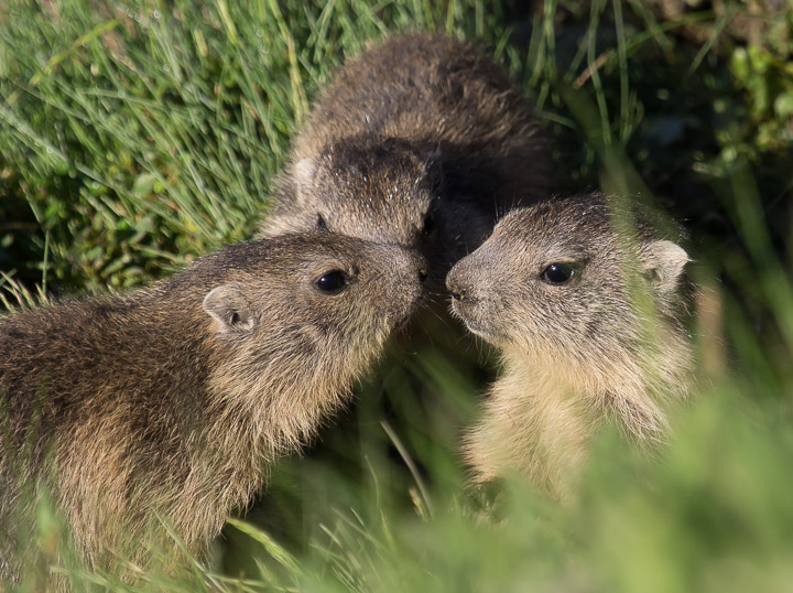 IMGP4839.jpg - [it]Marmotte giovani[en]Young marmots