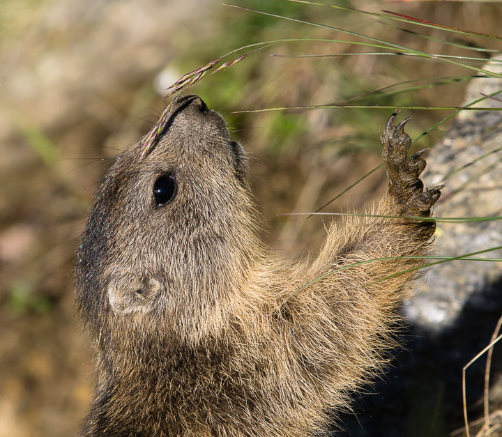 IMGP5120.jpg - [it]Marmotta giovane[en]Young marmot