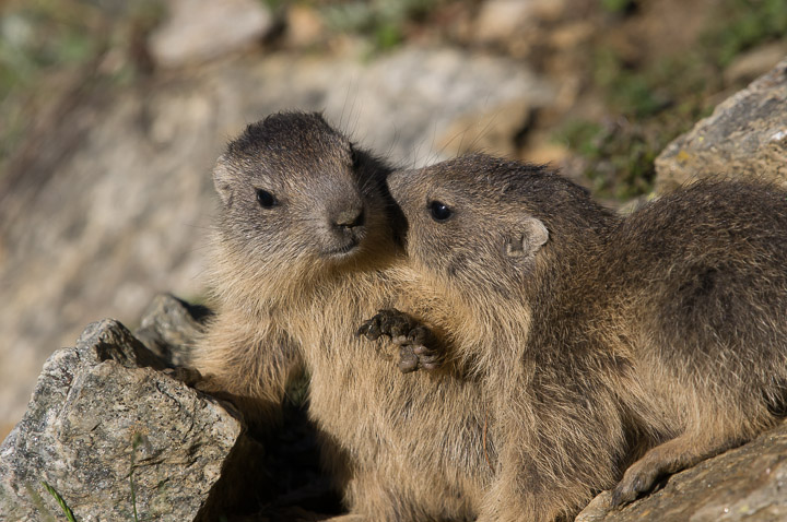 IMGP5151.jpg - [it]Marmotte giovani[en]Young marmots