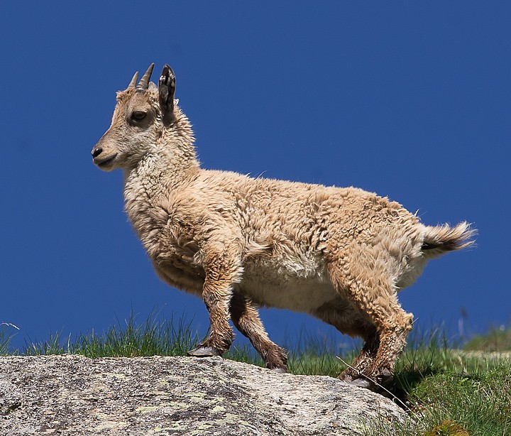 IMGP5256.jpg - [it]Stambecco giovane[en]Young ibex