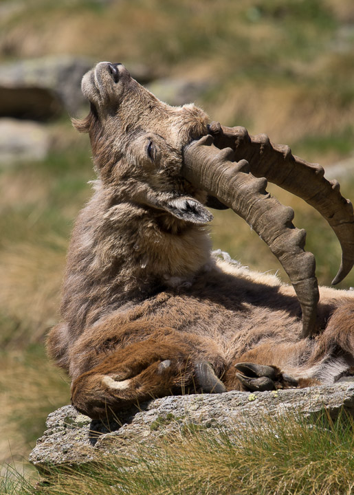 IMGP5355.jpg - [it]Stambecco (M) di circa 5 anni[en]5 yr old Ibex (M)