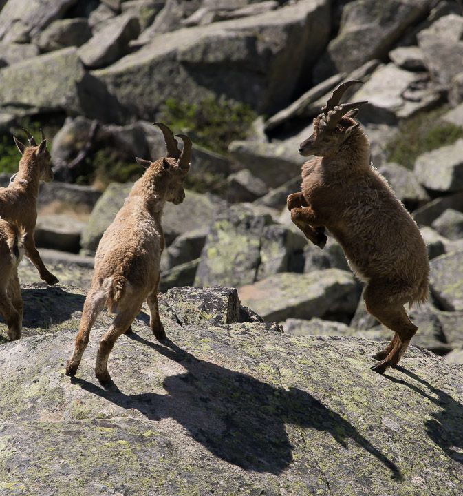 IMGP5403.jpg - [it]Giovani maschi in lotta[en]Fighting young males