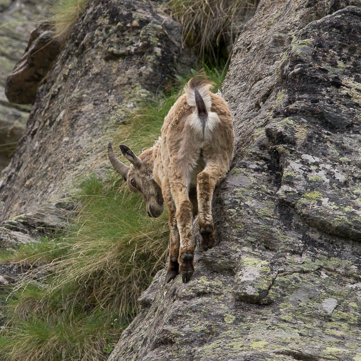 IMGP5496.jpg - [it]Stambecco (F). Le femmine, molto più piccole dei maschi, sono migliori arrampicatrici, così come i giovani. L'abiilità degli stambecchi sulle rocce e è favorita da zoccoli con superficie morbida ad alto coeffciente d'attrito[en]Ibex (F). Females and young ibex, being smaller and lighter, are much better climbers than big males. Climbing ability on rocks  is enhanced by hooves with a soft, high friction surface.