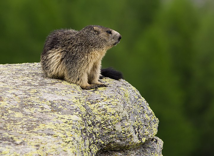 IMGP5538.jpg - [it]marmotat adulta[en]Adult marmot