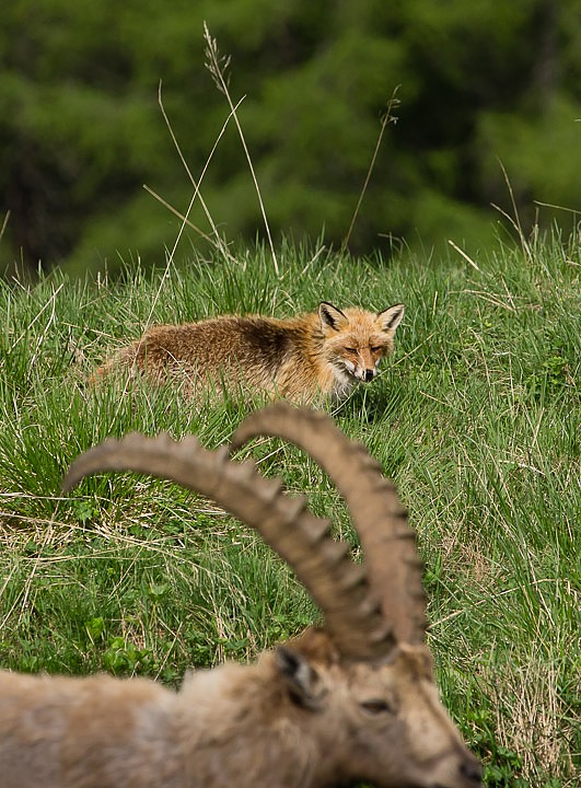 IMGP5584.jpg - [it]Volpe in un pascolo alpino, 2300 m[en]Red fox in Alpine meadow at 2300 m/7500 ft