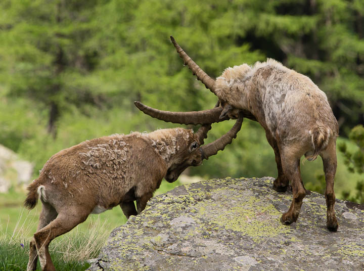 IMGP5594.jpg - [it]Scaramucce tra maschi lontano dal periodo classico (dicembre) dei combattimenti per stabilire le gerarchie nel branco[en]Ibex males fighting in June. Most of the fights to establish the herd hierarchy occur in december/january. 