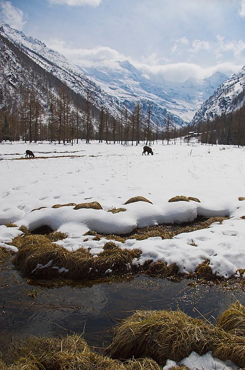 IMGP7551-01.jpg - [it]Primavera, Valnontey (Cogne)[en]Spring in Valnontey - Val di Cogne