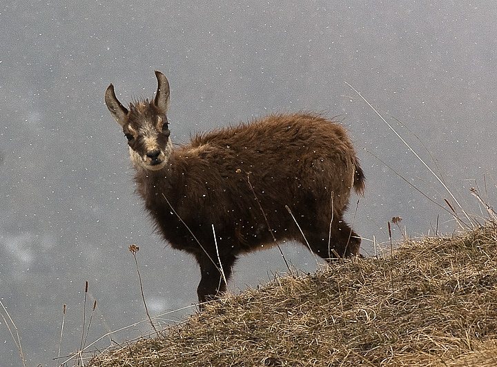 IMGP7828.jpg - [it]Giovane camoscio[en]Young chamois