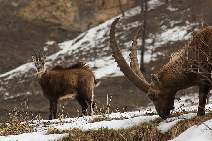 IMGP7904.jpg - [it]Camoscio (M) e stambecco (M)[en]Chamois (M) and Ibex (M)