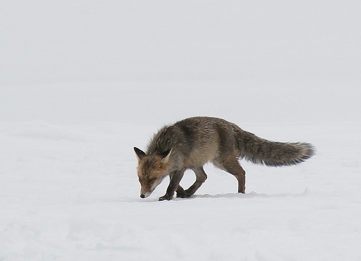 IMGP7961.jpg - [it]Volpe[en]Red fox