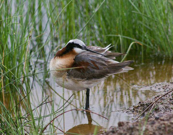 IMGP1206.jpg - [it]Falaropo di Wilson, femmina in abito nuziale.[en]Wilson's Phalorope, breeding female.