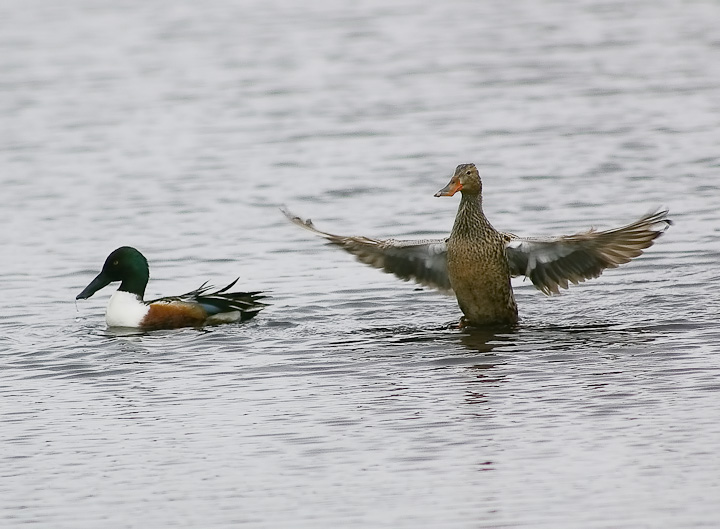 IMGP1218-Edit.jpg - [it]Mestolone (Anas clypeata).[en]Northern Shoveler (Anas clypeata).