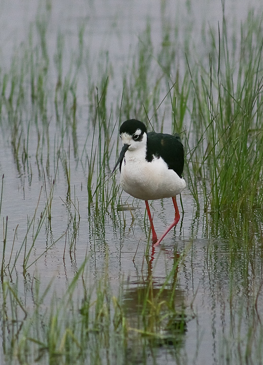 IMGP1235.jpg - [it]Cavaliere nordamericano o Cavaliere d'Italia messicano (Himantopus  mexicanus).[en] Black-necked Stilt (Himantopus  mexicanus).
