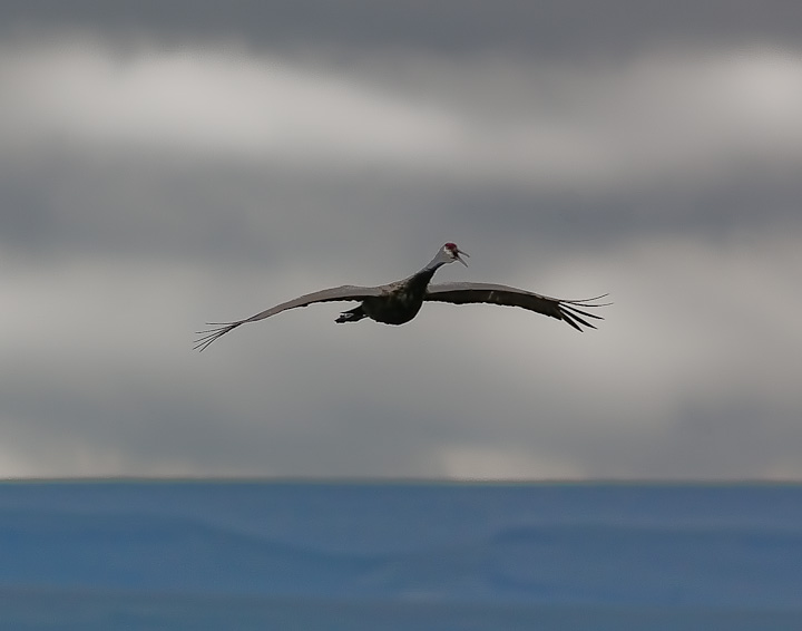 IMGP1263-Edit.jpg - [it]Gru canadese (Grus canadensis).[en]Sandhill crane (Grus canadensis).