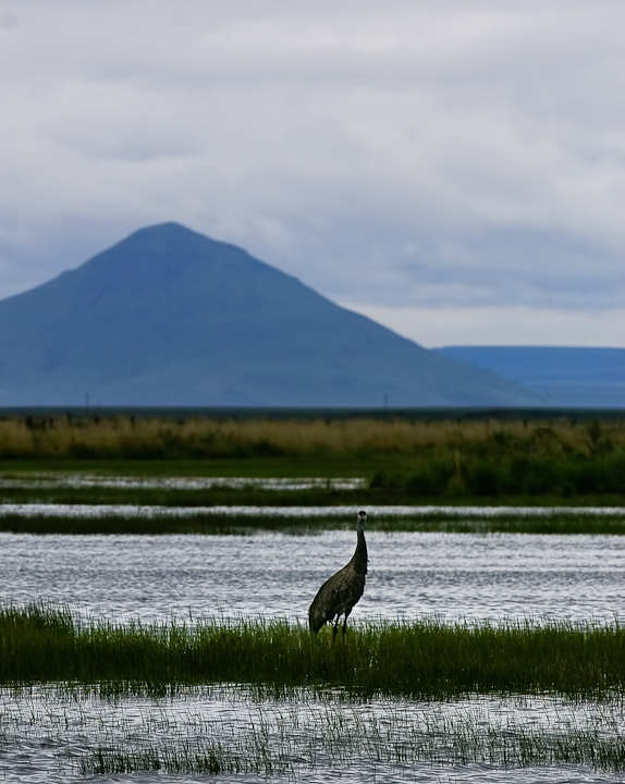 IMGP1275-Edit.jpg - [it]Gru canadese.[en]Sandhill crane.