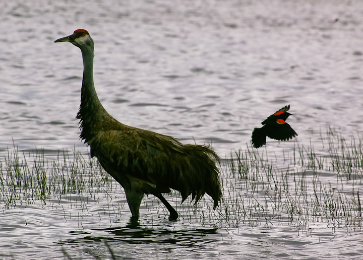 IMGP1278-Edit.jpg - [it]Gru canadese disturbata da un ittero ali rosse.[en]Sandhill crane mobbed by a red-winged blackbird.