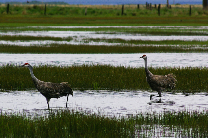 IMGP1287.jpg - [it]Gru canadese (Grus canadensis), ne esistono sei sottospecie, nella zona ci sono la maggiore (subsp. tabida), che dovrebbe essere questa, e la minore (subsp. canadensis), che però si riproduce molto più a nord, in Alaska e Canada.[en]Sandhill crane (Grus canadensis). The area hosts 2 subspecies, Greater Sandhill Crane, subsp. tabida, (like these, I think) breeding in these latitudes and Lesser (subsp. canadensis), breeding very far North (Alaska and Canada).