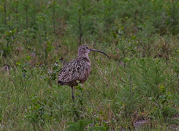 IMGP1290.jpg - [it]Chiurlo americano (Numenius americanus).[en]Long-billed Curlew (Numenius americanus).