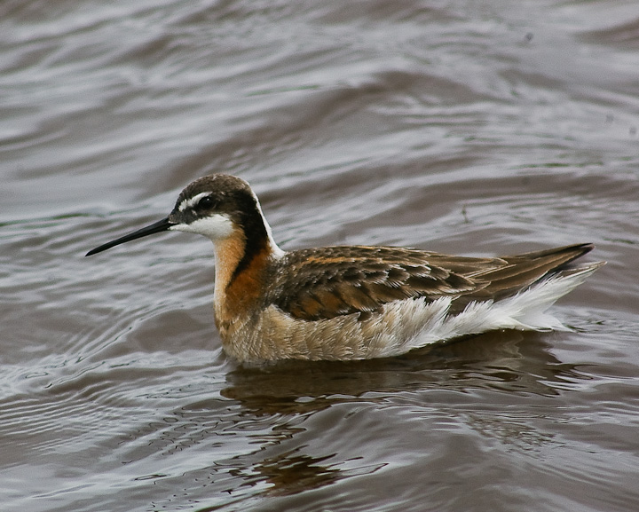 IMGP1335.jpg - [it]Falaropo di Wilson (Phalaropus tricolor), femmina in abito nuziale.[en]Wilson's Phalorope (Phalaropus tricolor), breeding female.