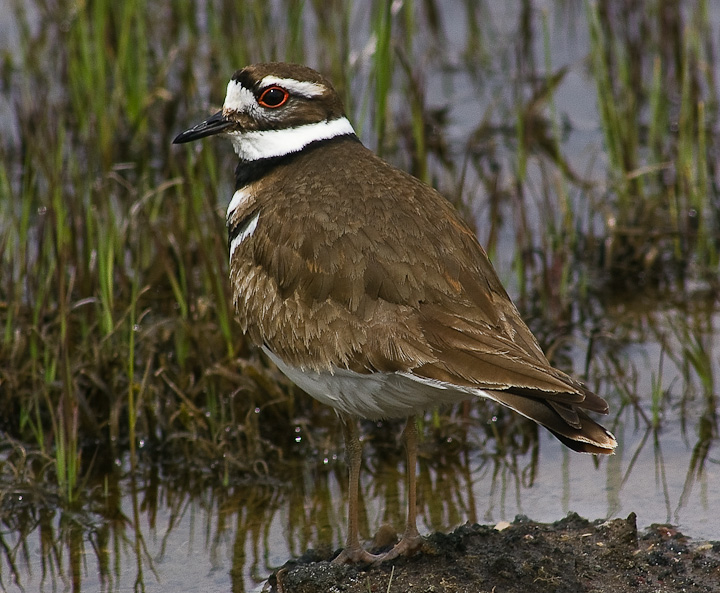 IMGP1344.jpg - [it]Corriere americano (Charadrius vociferus).[en]Killdeer (Charadrius vociferus).