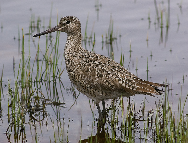 IMGP1349.jpg - [it]Non identificato.[en]Not identified yet.