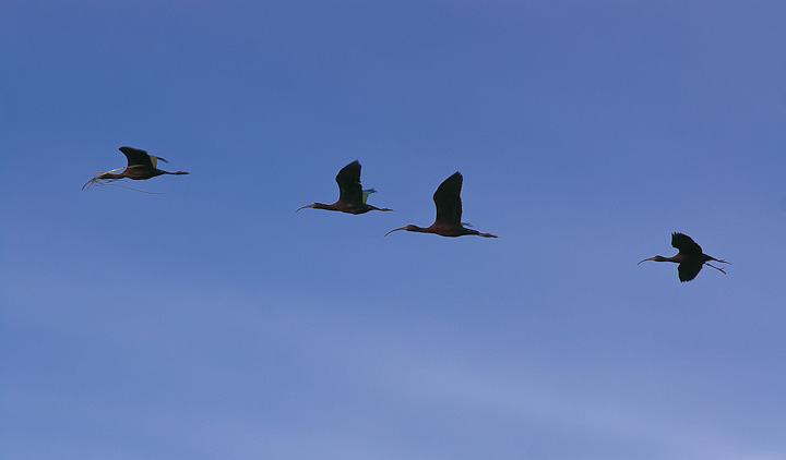 IMGP1417.jpg - [it]Mignattaio dalla faccia bianca.[en]White-faced Ibis.