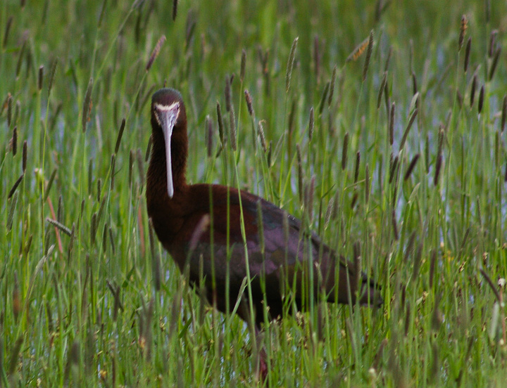 IMGP1485.jpg - [it]Mignattaio dalla faccia bianca.[en]White-faced Ibis.