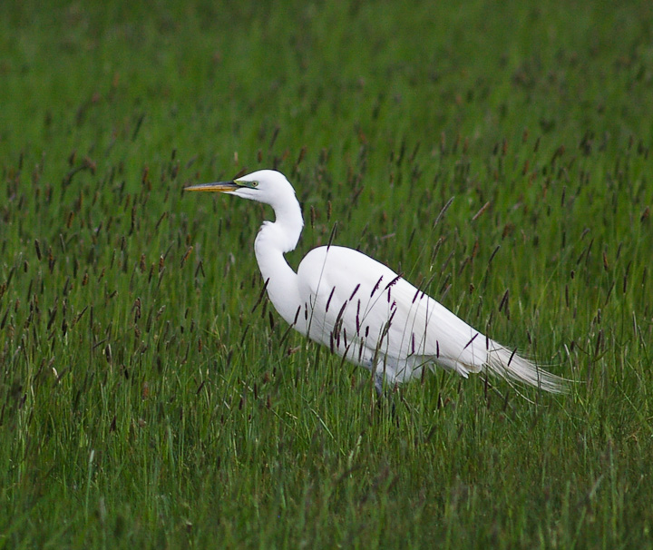 IMGP1487.jpg - [it]Airone bianco maggiore (Casmerodius albus).[en]Great Egret (Casmerodius albus).