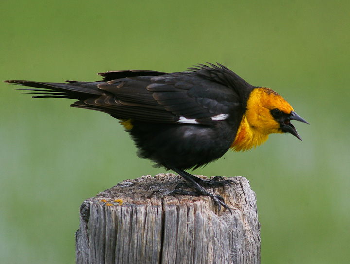 IMGP1532.jpg - [it]Ittero testagialla (Xanthocephalus xanthocephalus), M.[en]Yellow-headed Blackbird (Xanthocephalus xanthocephalus), M.