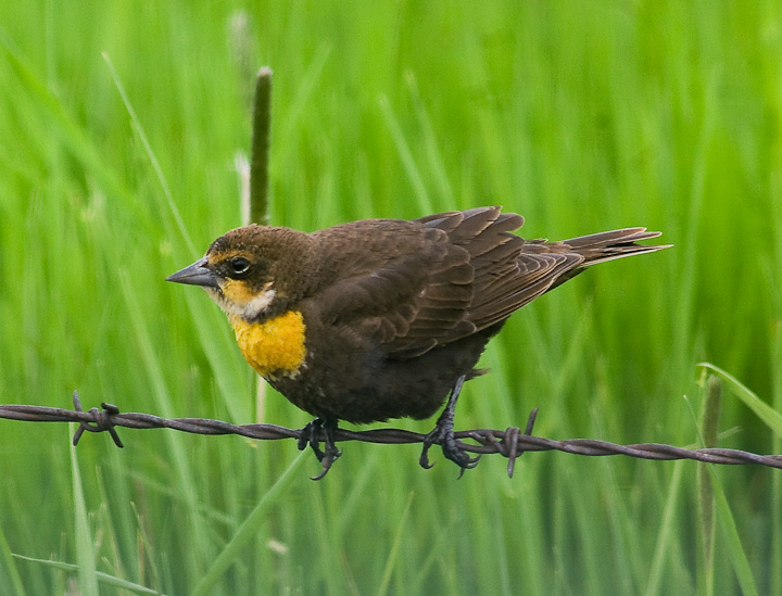 IMGP1535.jpg - [it]Ittero testagialla (Xanthocephalus xanthocephalus), F.[en]Yellow-headed Blackbird (Xanthocephalus xanthocephalus), F.